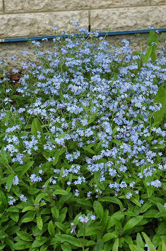 Forget-Me-Not (Myosotis sylvatica) at Kennedy's Country Gardens