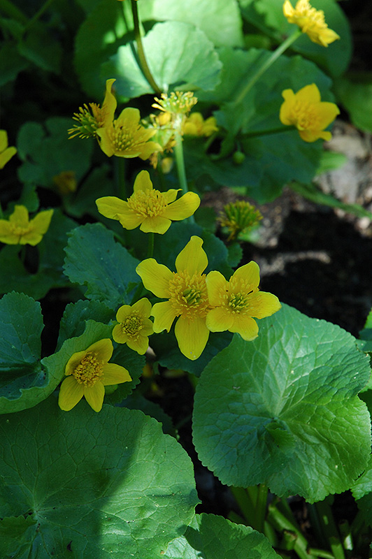 Marsh Marigold (Caltha palustris) at Kennedy's Country Gardens