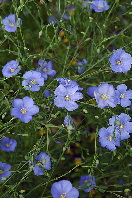 Perennial Flax (Linum perenne) at Kennedy's Country Gardens