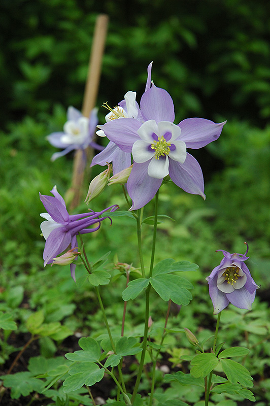 Swan Blue and White Columbine (Aquilegia 'Swan Blue and White') at Kennedy's Country Gardens