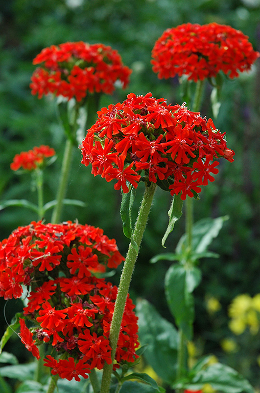 Maltese Cross (Lychnis chalcedonica) at Kennedy's Country Gardens