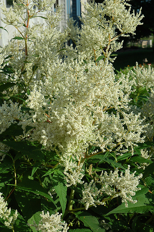 White Fleeceflower (Persicaria polymorpha) at Kennedy's Country Gardens