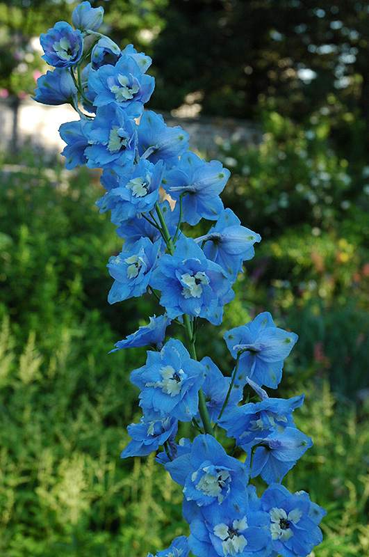 Pacific Giant Summer Skies Larkspur (Delphinium 'Summer Skies') at Kennedy's Country Gardens