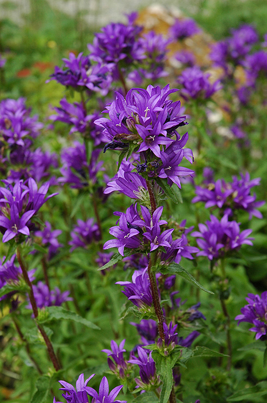 Clustered Bellflower (Campanula glomerata) at Kennedy's Country Gardens