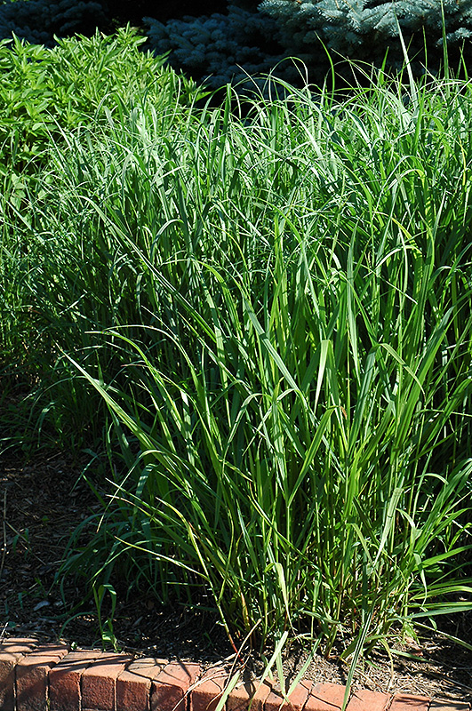 Switch Grass (Panicum virgatum) at Kennedy's Country Gardens