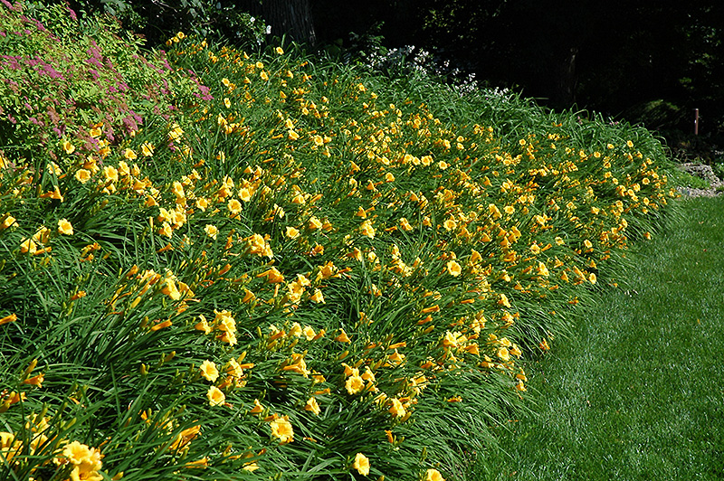 Happy Ever Appster Happy Returns Daylily (Hemerocallis 'Happy Returns') at Kennedy's Country Gardens