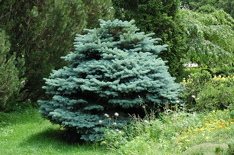 Globe Blue Spruce (Picea pungens 'Globosa') at Kennedy's Country Gardens