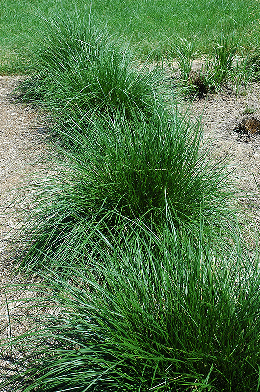 Tufted Hair Grass (Deschampsia cespitosa) at Kennedy's Country Gardens