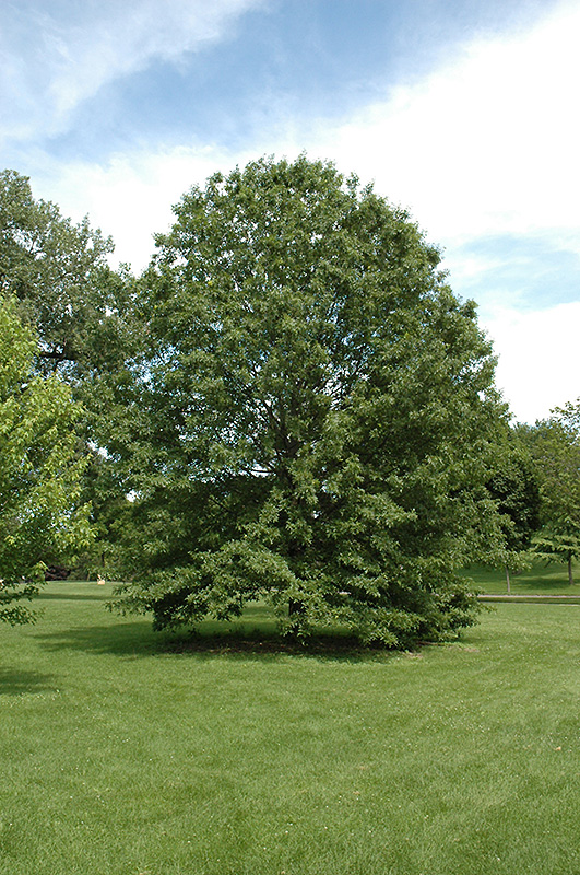 Northern Pin Oak (Quercus ellipsoidalis) at Kennedy's Country Gardens