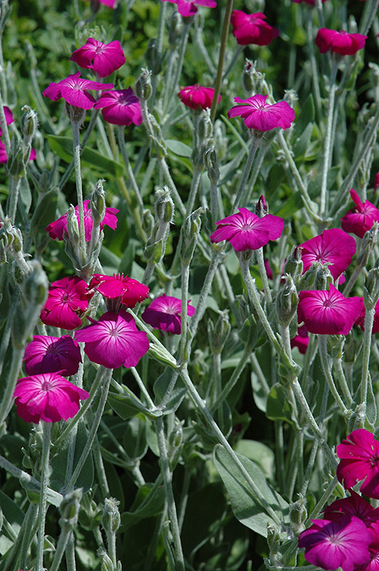 Rose Campion (Lychnis coronaria) at Kennedy's Country Gardens