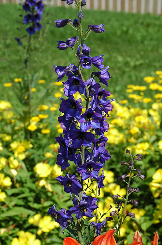 Pacific Giant Black Knight Larkspur (Delphinium 'Black Knight') at Kennedy's Country Gardens