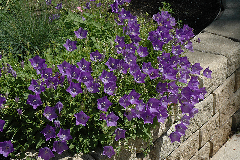 Blue Clips Bellflower (Campanula carpatica 'Blue Clips') at Kennedy's Country Gardens