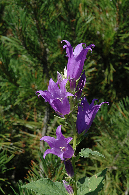 Spotted Bellflower (Campanula punctata) at Kennedy's Country Gardens