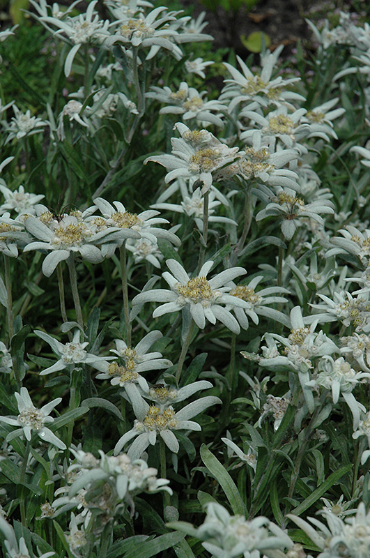 Alpine Edelweiss (Leontopodium alpinum) at Kennedy's Country Gardens