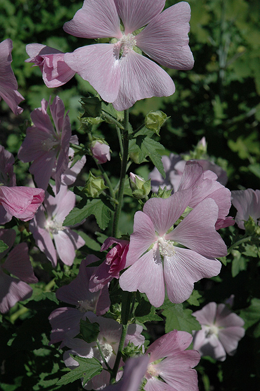 Pink Mallow (Malva moschata 'Rosea') at Kennedy's Country Gardens