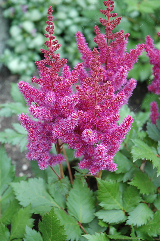Visions Astilbe (Astilbe chinensis 'Visions') at Kennedy's Country Gardens
