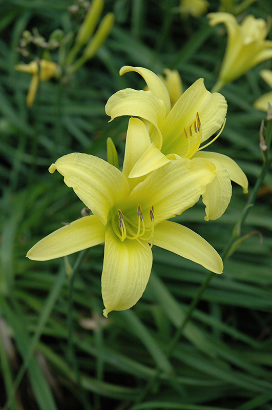 Hyperion Daylily (Hemerocallis 'Hyperion') at Kennedy's Country Gardens