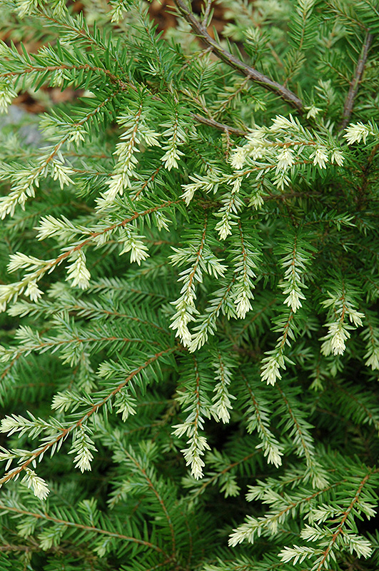 Moon Frost Hemlock (Tsuga canadensis 'Moon Frost') at Kennedy's Country Gardens