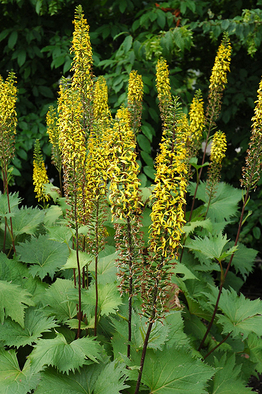 The Rocket Rayflower (Ligularia 'The Rocket') at Kennedy's Country Gardens