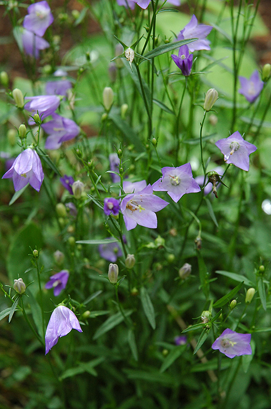 Olympica Bluebells (Campanula rotundifolia 'Olympica') at Kennedy's Country Gardens