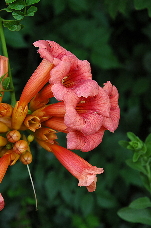 Trumpetvine (Campsis radicans) at Kennedy's Country Gardens