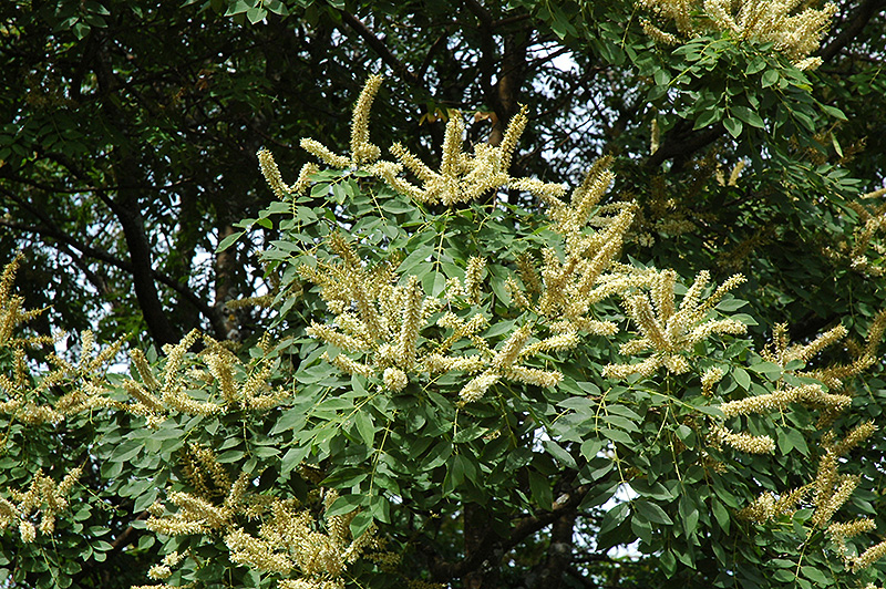 Amur Maackia (Maackia amurensis) at Kennedy's Country Gardens