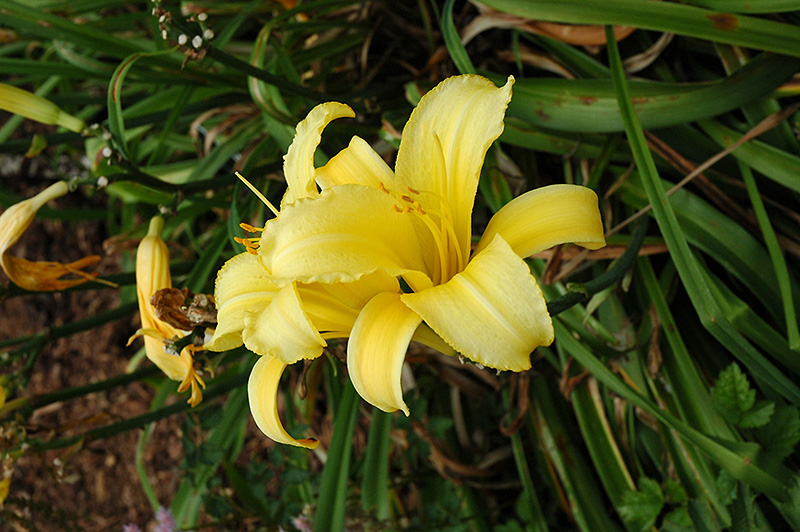 Mary Todd Daylily (Hemerocallis 'Mary Todd') at Kennedy's Country Gardens