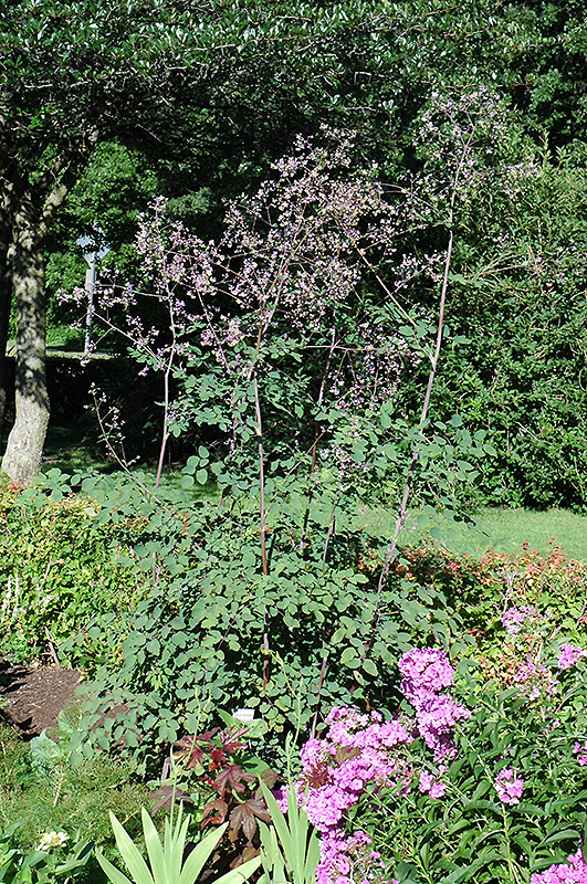 Rochebrun Meadow Rue (Thalictrum rochebrunianum) at Kennedy's Country Gardens