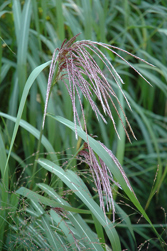Maiden Grass (Miscanthus sinensis) at Kennedy's Country Gardens