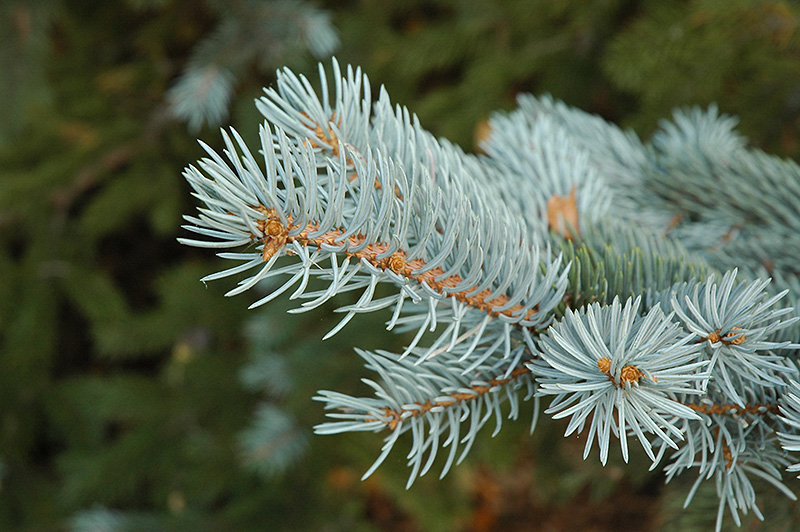 Blue Colorado Spruce (Picea pungens 'var. glauca') at Kennedy's Country Gardens