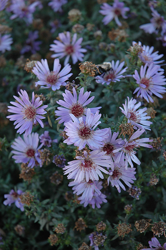 Woods Blue Aster (Aster 'Woods Blue') at Kennedy's Country Gardens