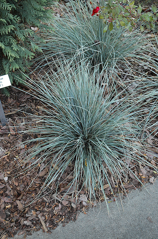 Sapphire Blue Oat Grass (Helictotrichon sempervirens 'Sapphire Blue') at Kennedy's Country Gardens