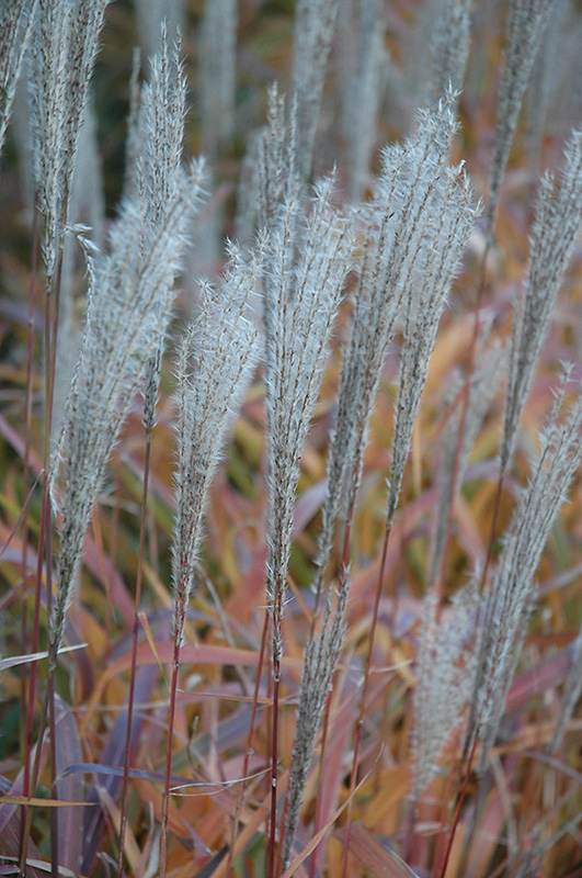 Flame Grass (Miscanthus sinensis 'Purpurascens') at Kennedy's Country Gardens