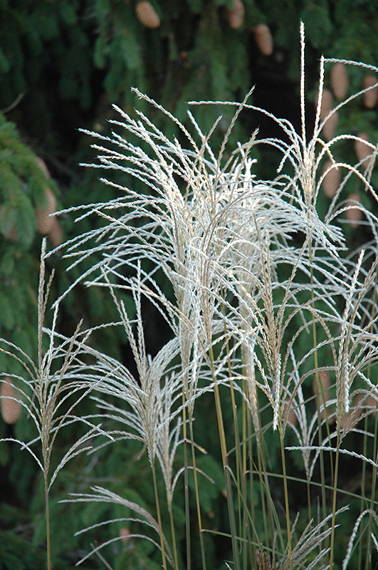 Graziella Maiden Grass (Miscanthus sinensis 'Graziella') at Kennedy's Country Gardens