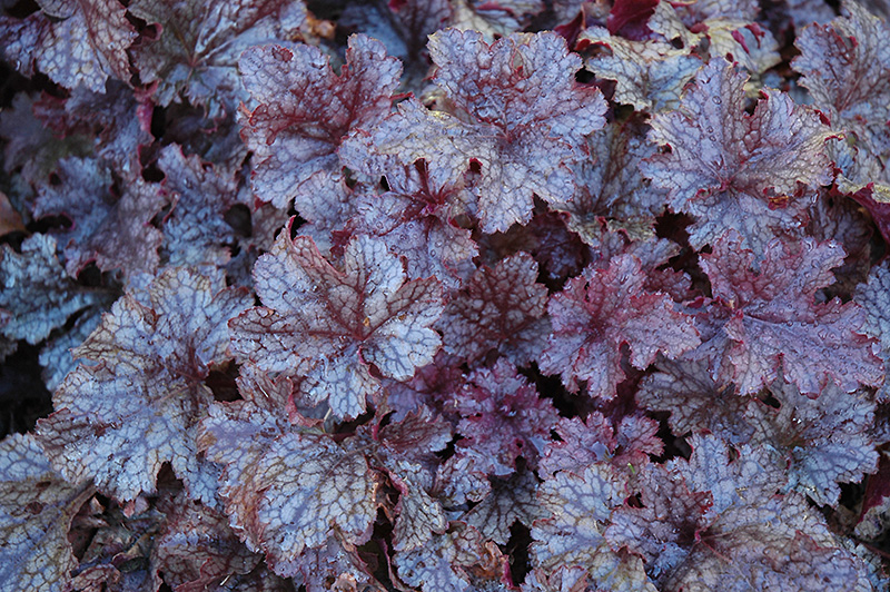 Plum Pudding Coral Bells (Heuchera 'Plum Pudding') at Kennedy's Country Gardens