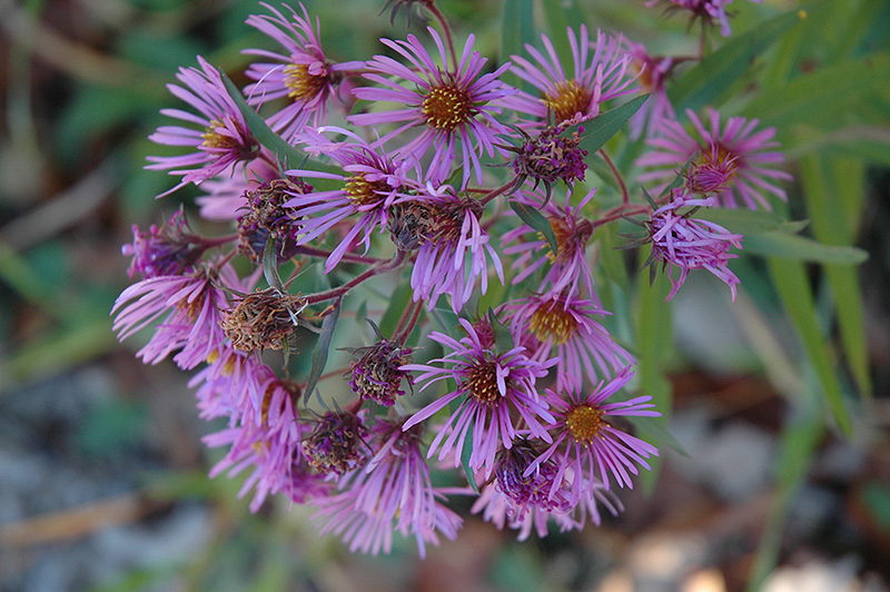 New England Aster (Aster novae-angliae) at Kennedy's Country Gardens