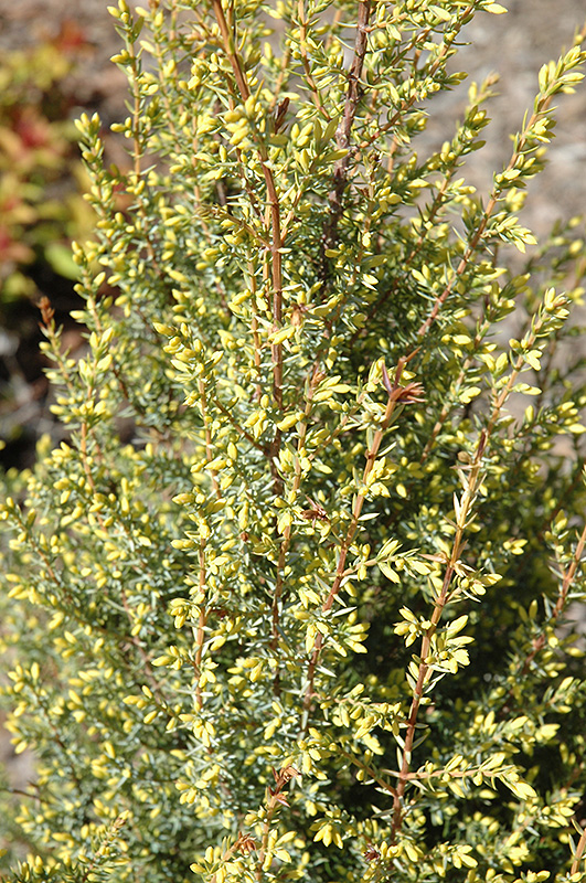 Gold Cone Juniper (Juniperus communis 'Gold Cone') at Kennedy's Country Gardens