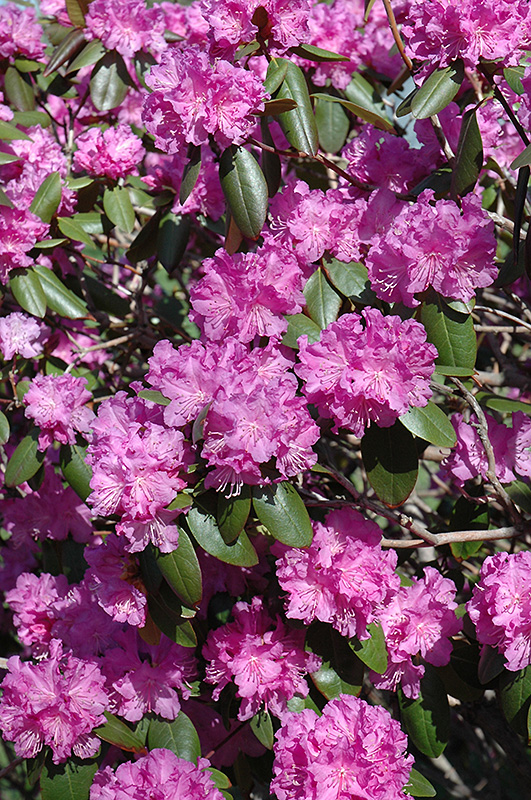 P.J.M. Rhododendron (Rhododendron 'P.J.M.') at Kennedy's Country Gardens