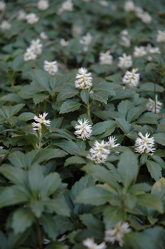 Japanese Spurge (Pachysandra terminalis) at Kennedy's Country Gardens
