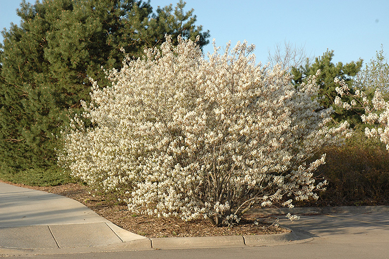 Shadblow Serviceberry (Amelanchier canadensis) at Kennedy's Country Gardens