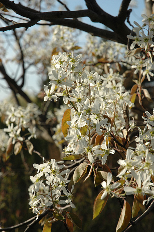 Cumulus Serviceberry (Amelanchier laevis 'Cumulus') at Kennedy's Country Gardens