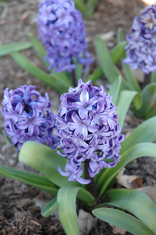 Delft Blue Hyacinth (Hyacinthus 'Delft Blue') at Kennedy's Country Gardens