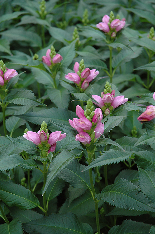 Lyon's Turtlehead (Chelone lyonii) at Kennedy's Country Gardens