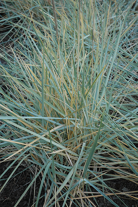 Blue Dune Lyme Grass (Leymus arenarius 'Blue Dune') at Kennedy's Country Gardens