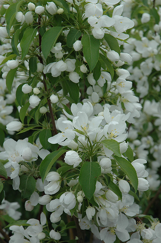 Spring Snow Flowering Crab (Malus 'Spring Snow') at Kennedy's Country Gardens