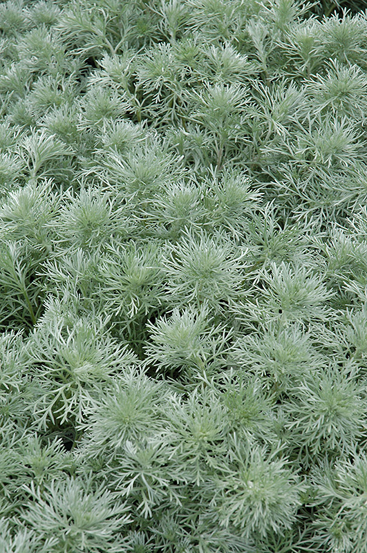 Silver Mound Artemesia (Artemisia schmidtiana 'Silver Mound') at Kennedy's Country Gardens