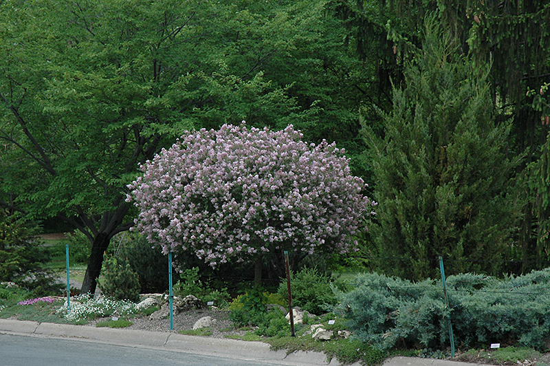 Dwarf Korean Lilac (tree form) (Syringa meyeri 'Palibin (tree form)') at Kennedy's Country Gardens