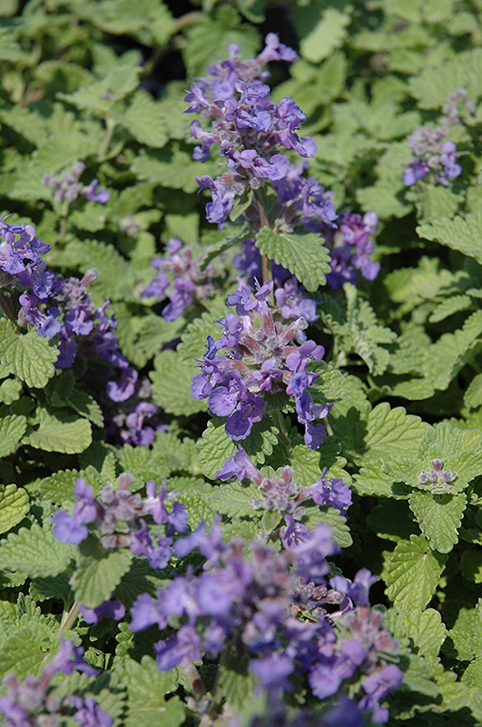 Little Titch Catmint (Nepeta racemosa 'Little Titch') at Kennedy's Country Gardens