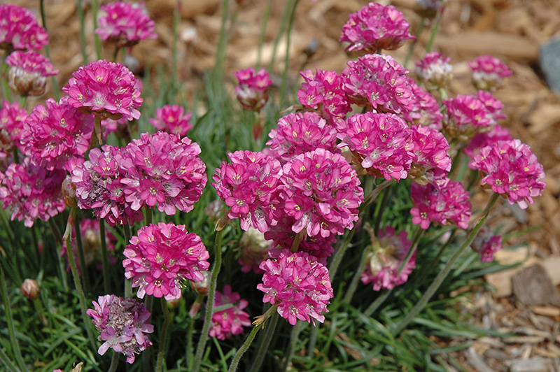 Red Sea Thrift (Armeria maritima 'Rubra') at Kennedy's Country Gardens