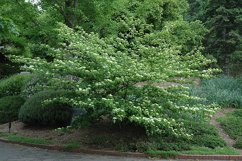 Pagoda Dogwood (Cornus alternifolia) at Kennedy's Country Gardens